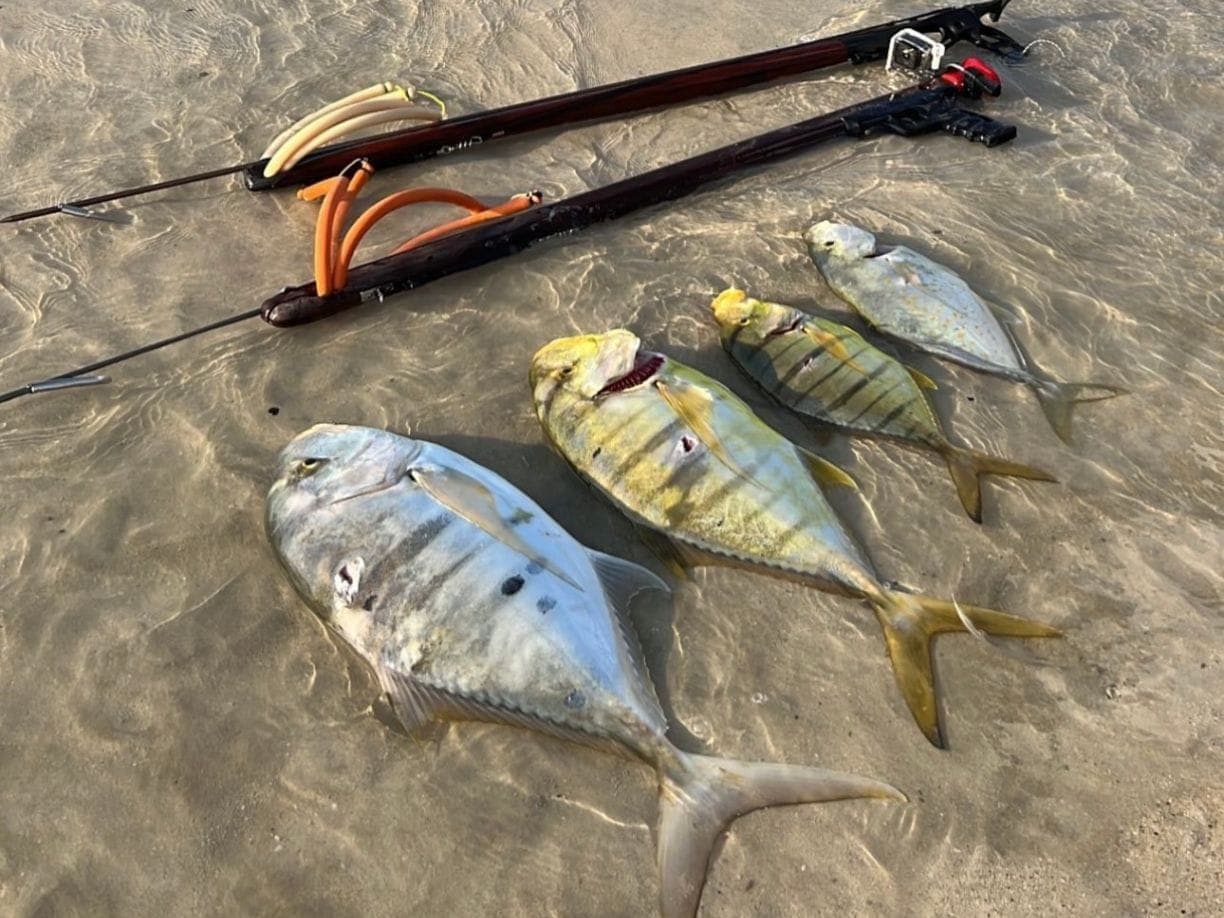 Two spearguns in the shallows beside four fish from the day's dive